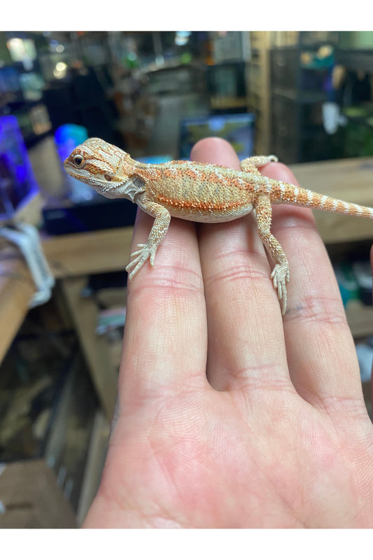 The Complete Bearded Dragon Care Guide for First-Time Owners