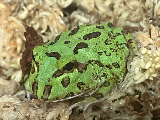 Pac-Man Frog Care Guide