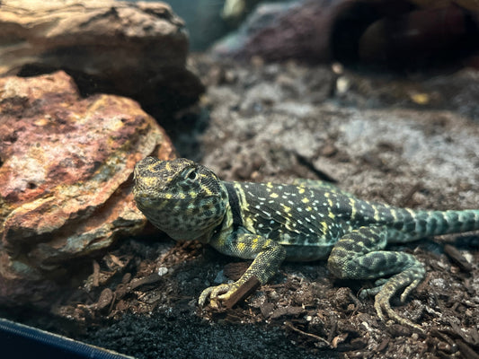 The Complete Blue Collared Lizard Care Guide