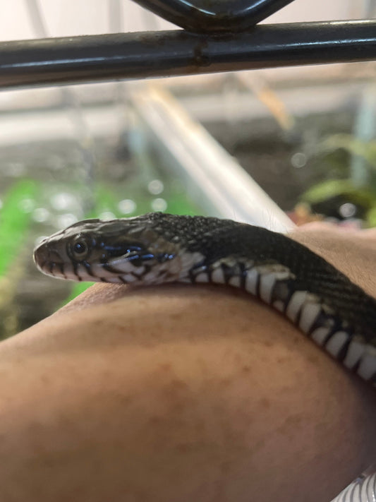 The Complete Florida Banded Water Snake Care Guide