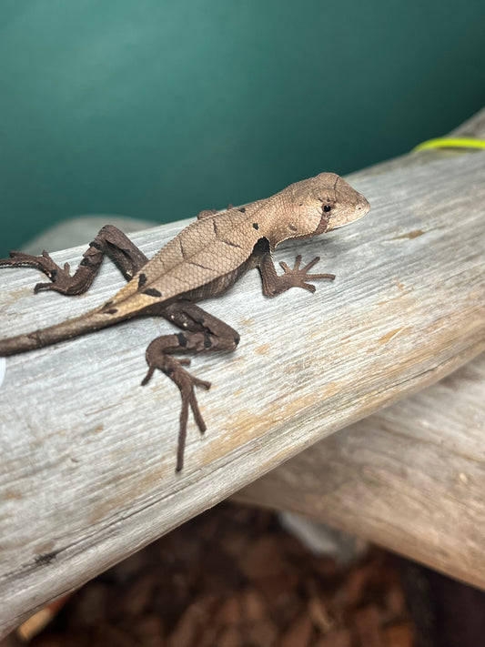 The Complete Peruvian Dead Leaf Lizard Care Guide