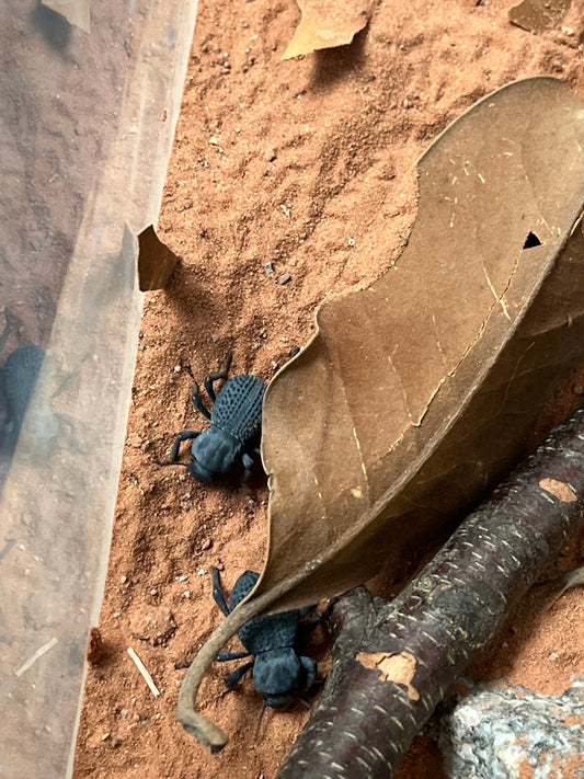 Blue Death Feigning Beetle Care Guide