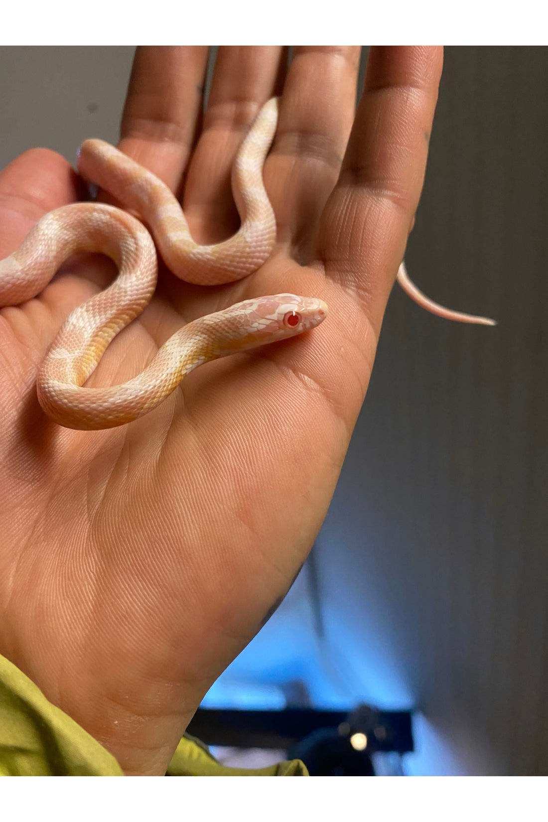 The Complete Corn Snake Care Guide for First-Time Owners