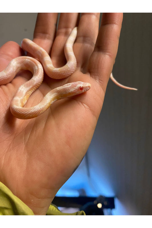 The Complete Corn Snake Care Guide for First-Time Owners