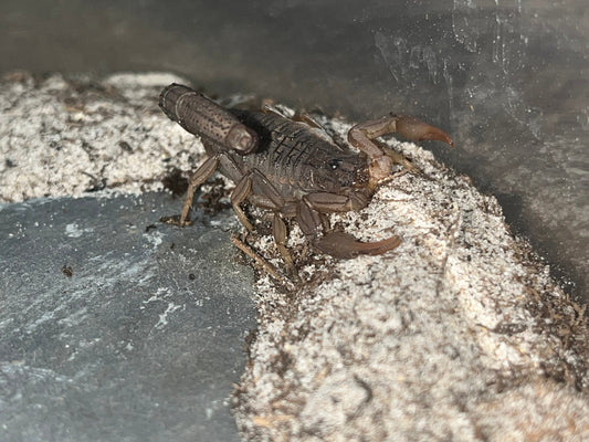 Congo Scorpion Care Guide