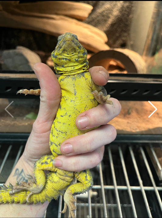 Yellow Nigerian Uromastyx Care Guide