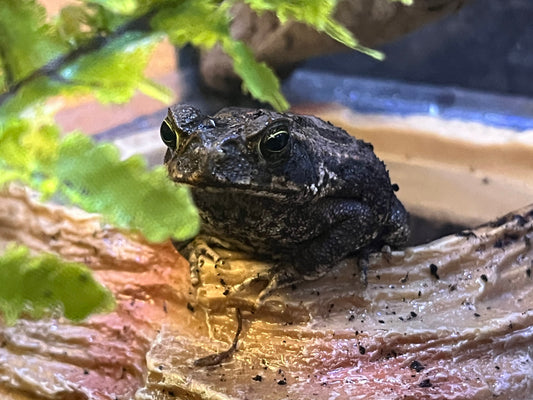 Cane Toad Care Guide