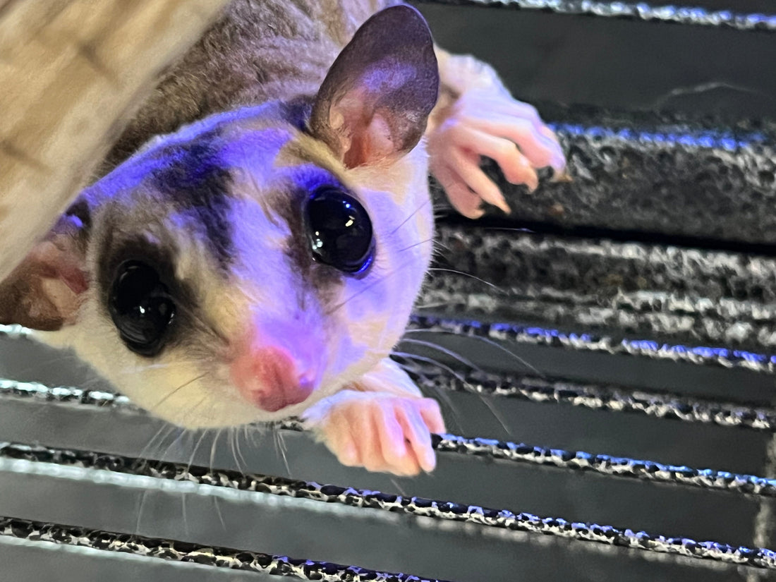 The Complete Sugar Glider Care Guide for First-Time Owners