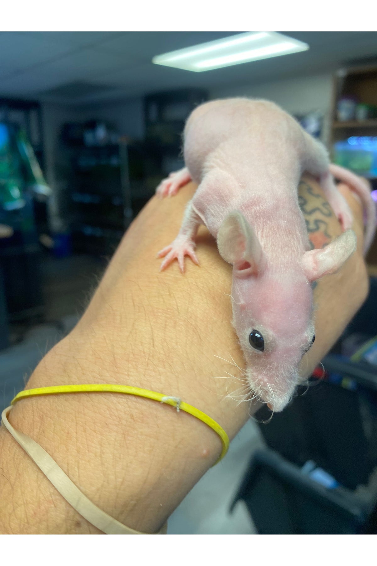Pet Rat Care Guide: Fancy Rats, Hairless Rats & Everything You Need to Know