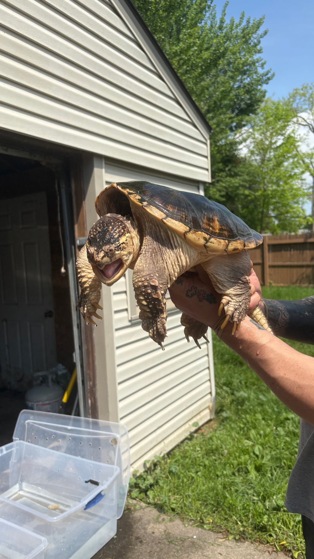 The Complete Common Snapping Turtle Care Guide