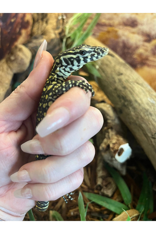 The Complete Nile Monitor Care Guide for Experienced Keepers