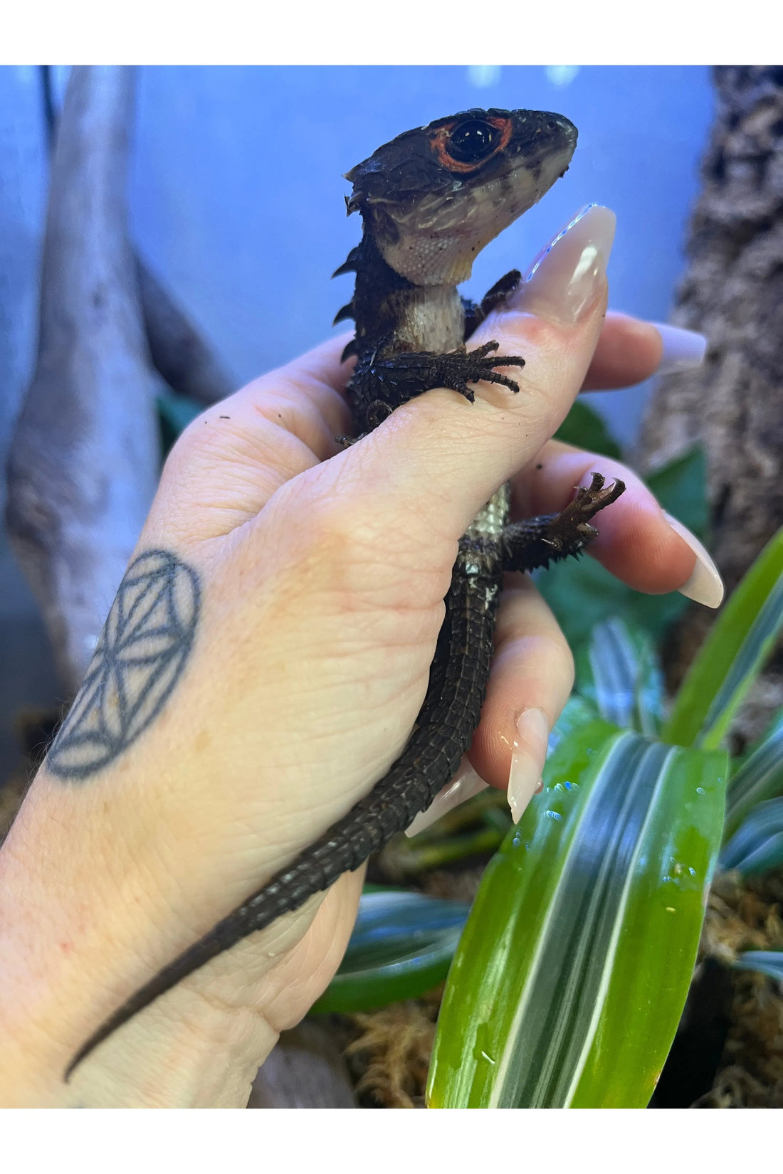Red-Eyed Crocodile Skink Care Guide