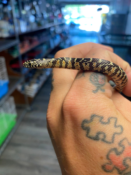 The Complete Brook's Kingsnake Care Guide for First-Time Owners