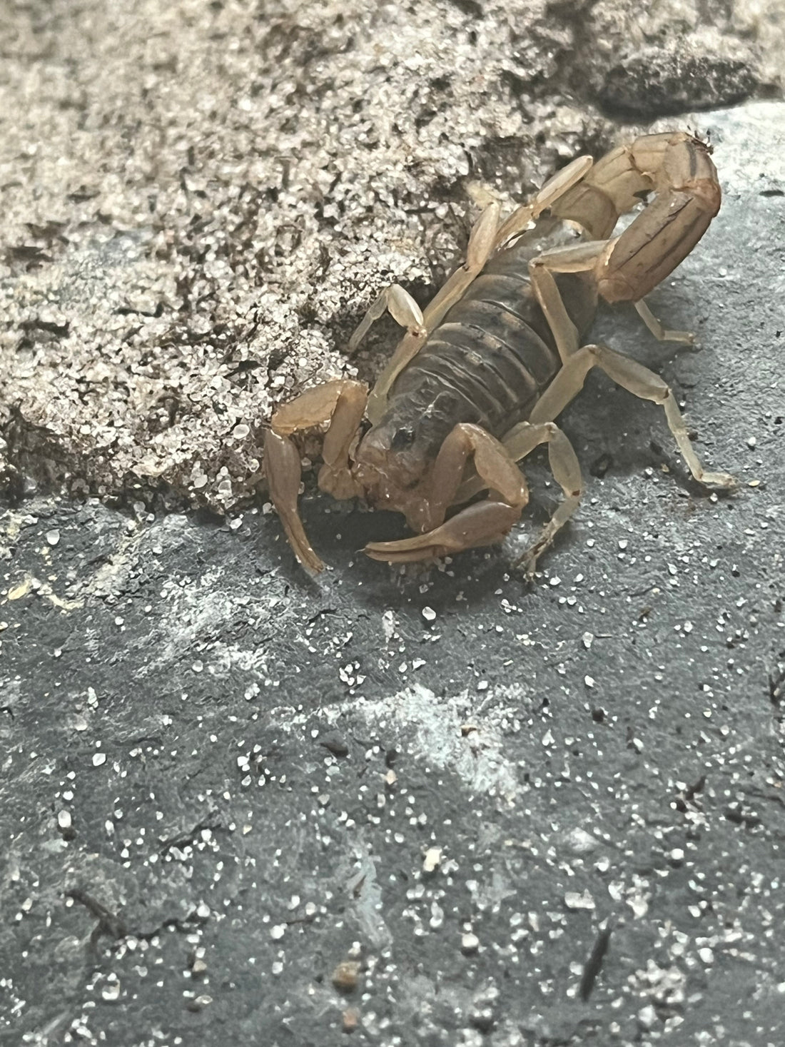 Striped Devil Scorpion Care Guide