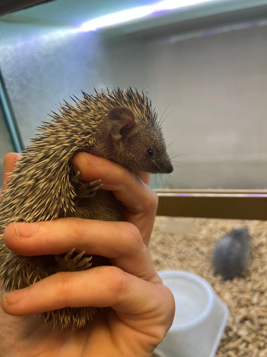 The Complete Lesser Tenrec Care Guide for First-Time Owners