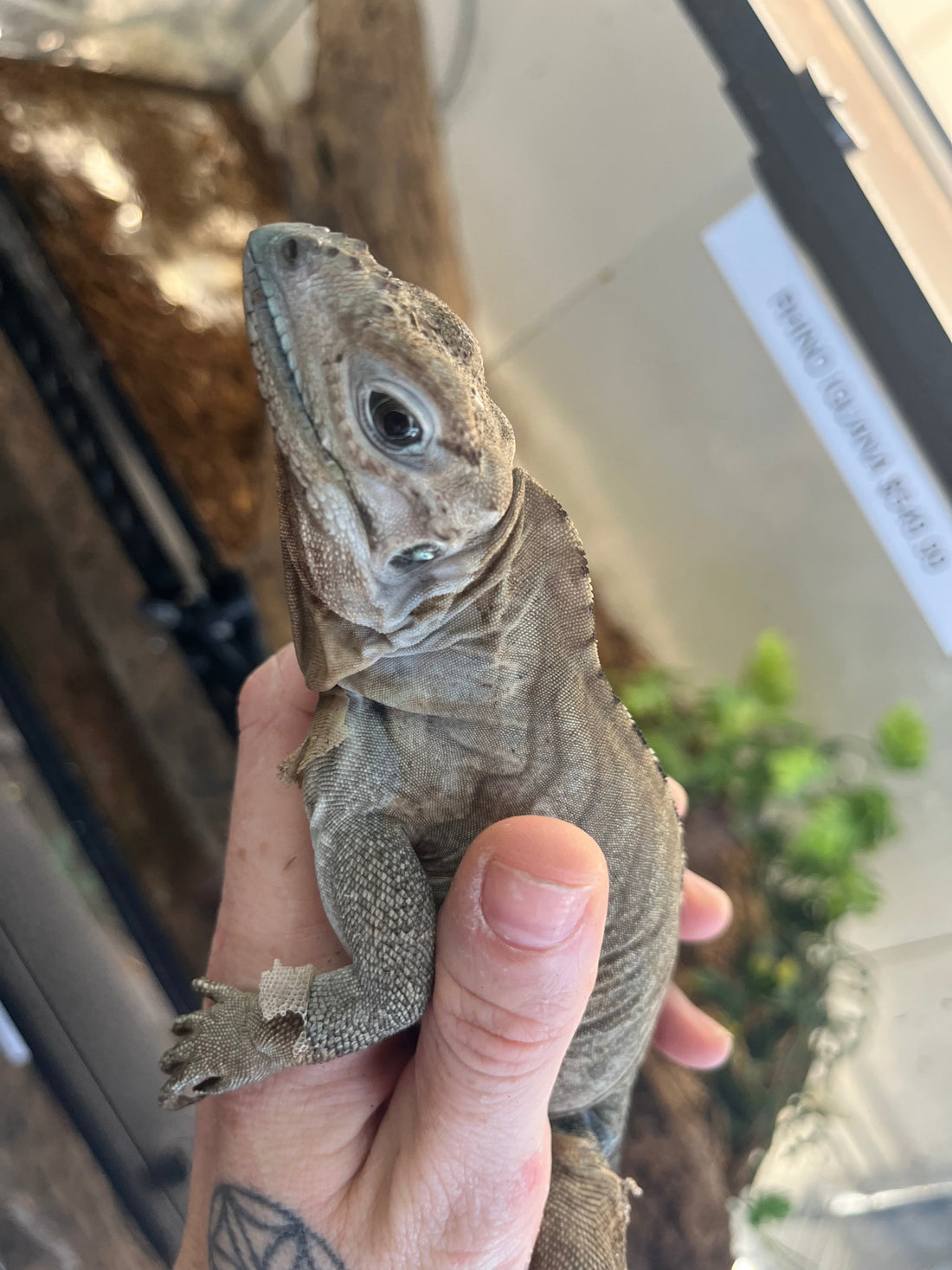 The Complete Rhino Iguana Care Guide for First-Time Owners