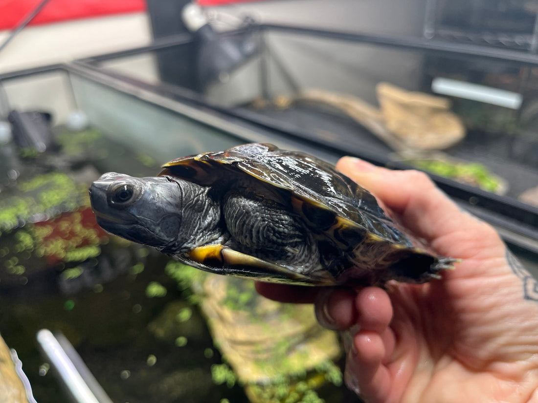 The Complete Red-Eared Slider Care Guide