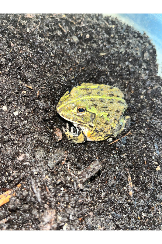 Green Pixie Frog Care Guide