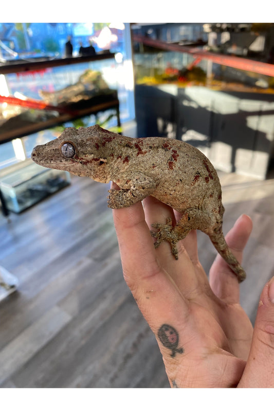 Gargoyle Gecko Care Guide
