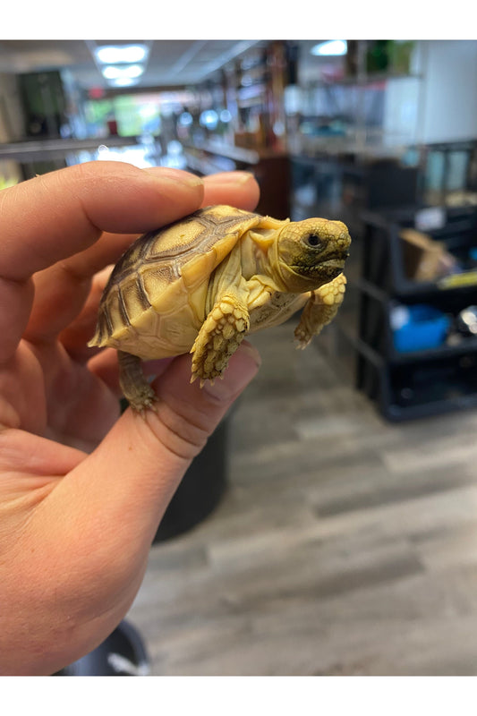 The Complete Sulcata Tortoise Care Guide