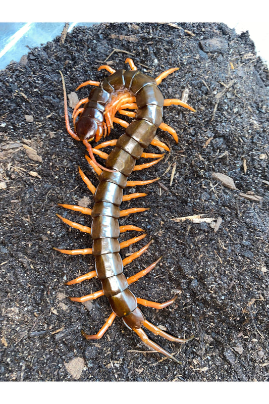 Vietnamese Centipede Care Guide
