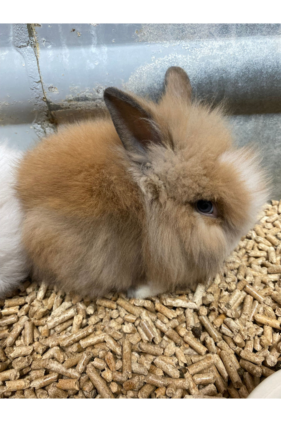 Lionhead Rabbit Care Guide: Housing, Diet, Grooming & Health