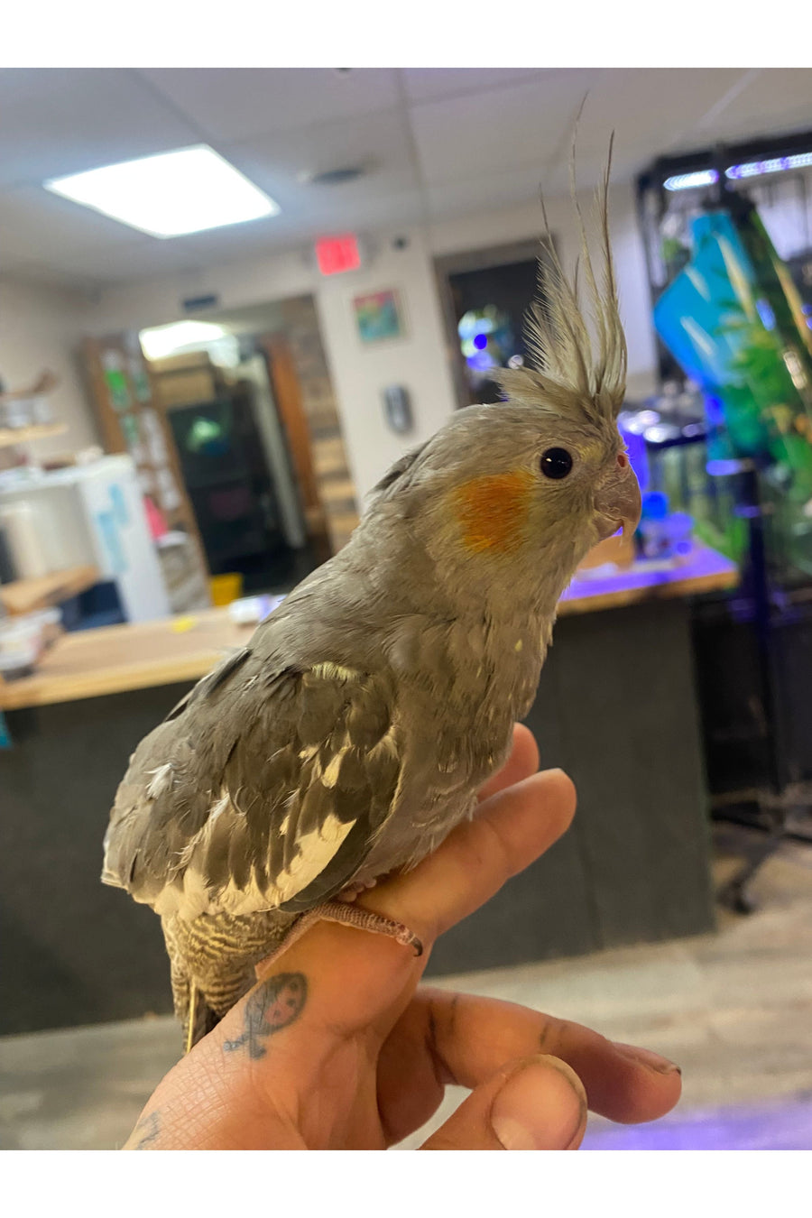 The Complete Cockatiel Care Guide