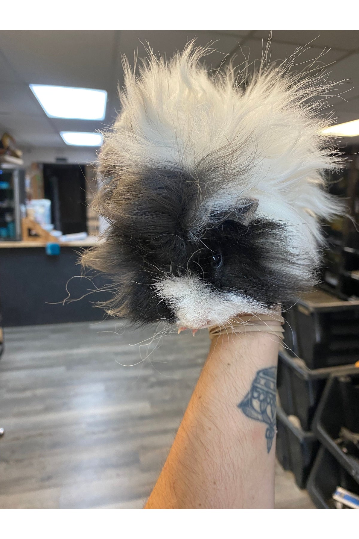 Guinea Pig Care Guide: Housing, Diet, Social Needs & Health