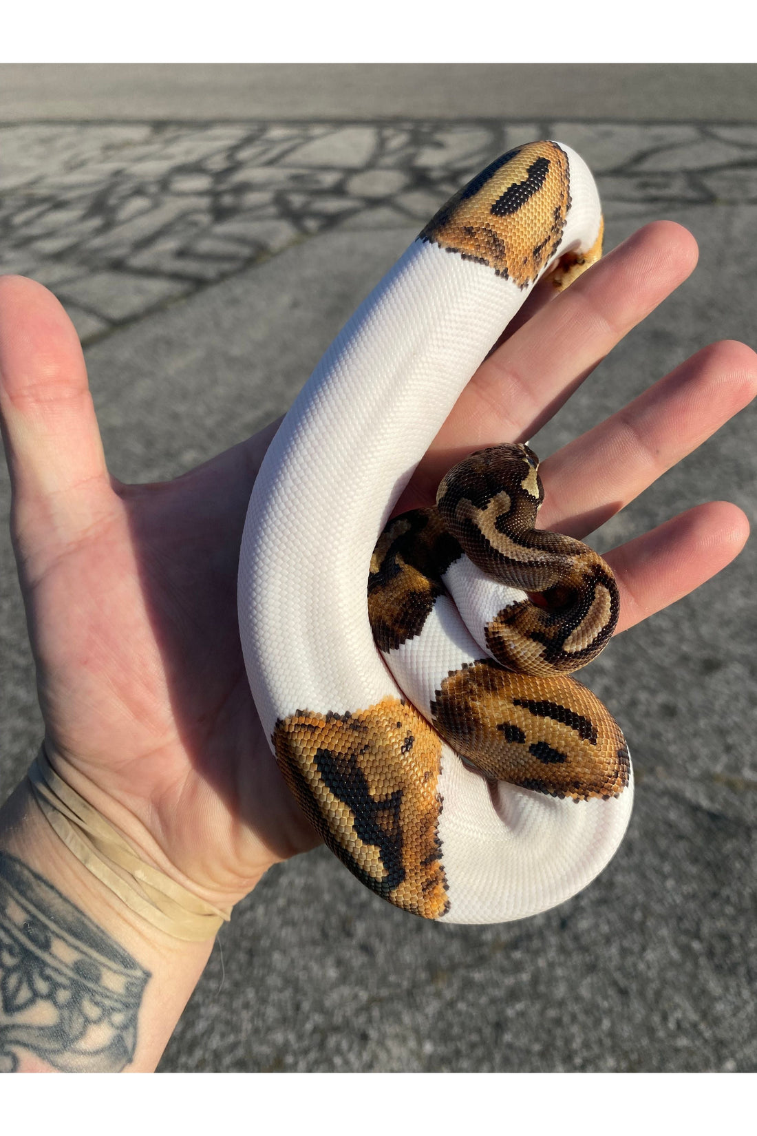The Complete Ball Python Care Guide for First-Time Owners