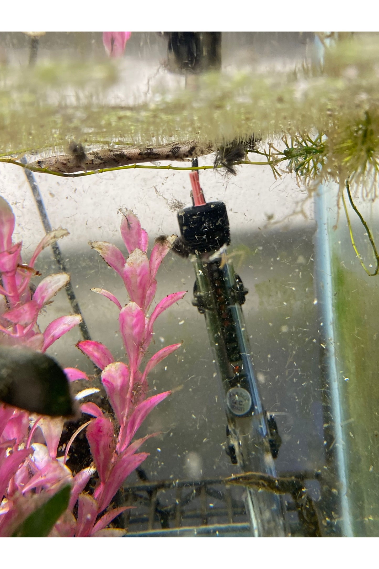 Palmas Endlicheri (Bichir)