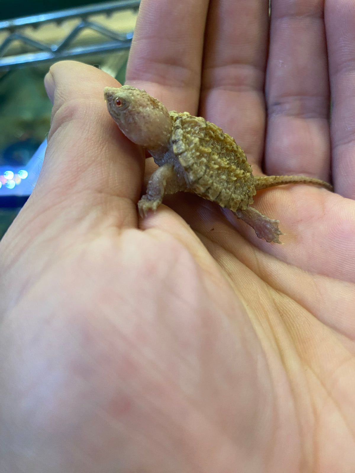 Albino Common Snapping Turtle - Hatchling