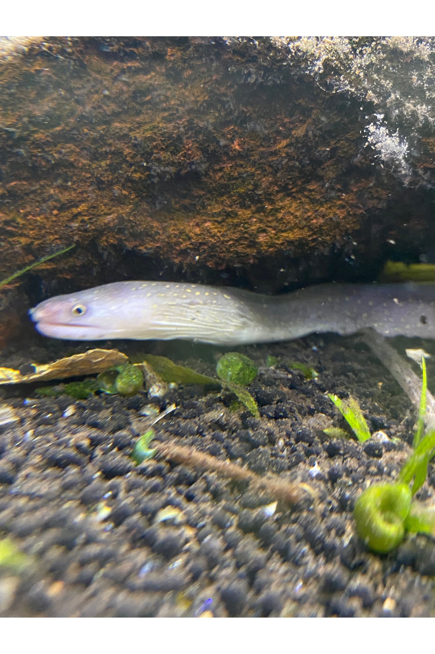 Marble Morray Eel
