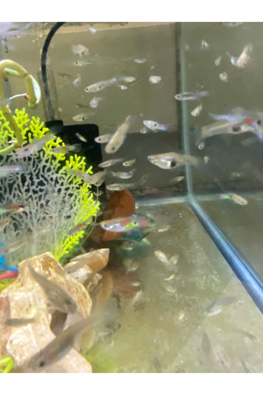 Feeder Guppies