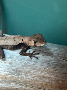 Peruvian Dead Leaf Lizard