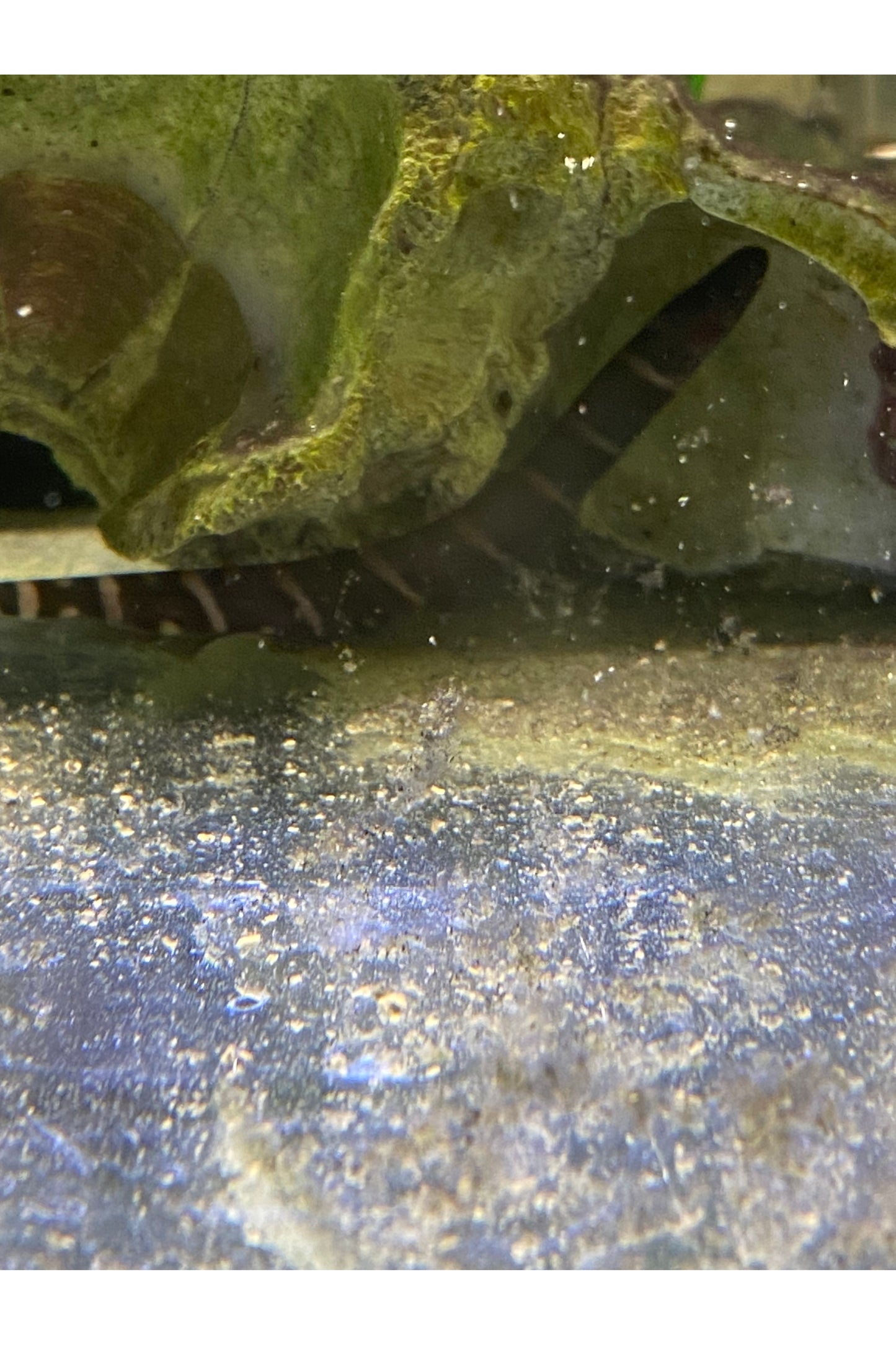 Tiger Knife Fish