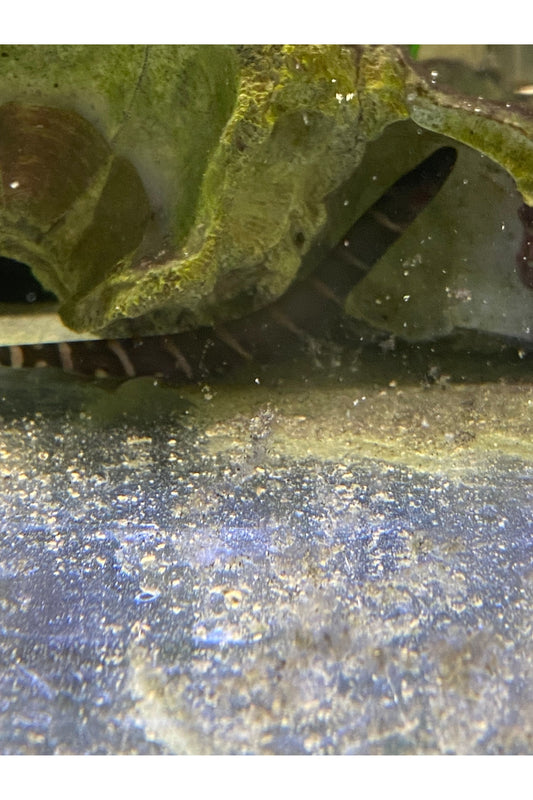 Tiger Knife Fish