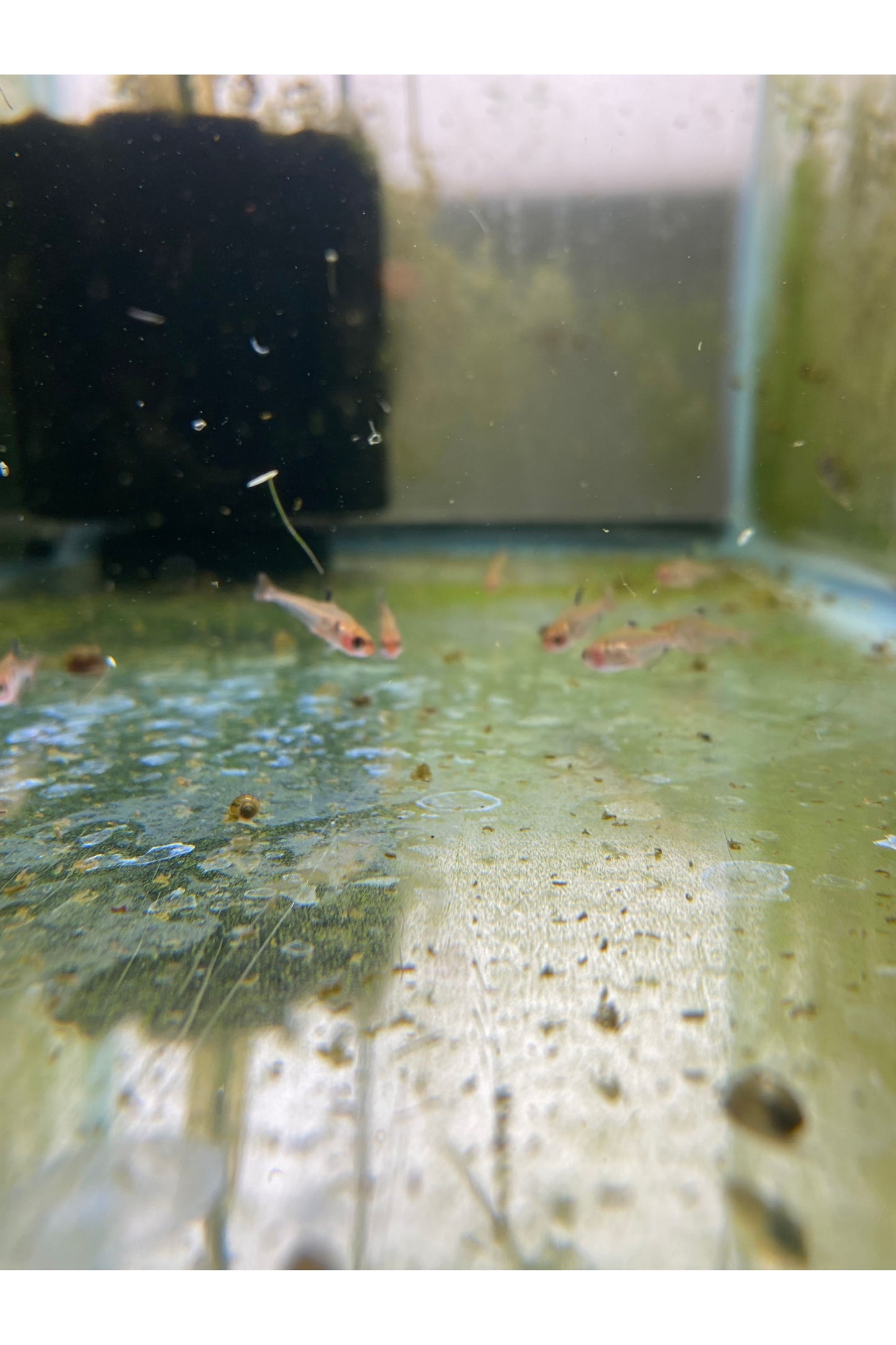Serpae Tetra