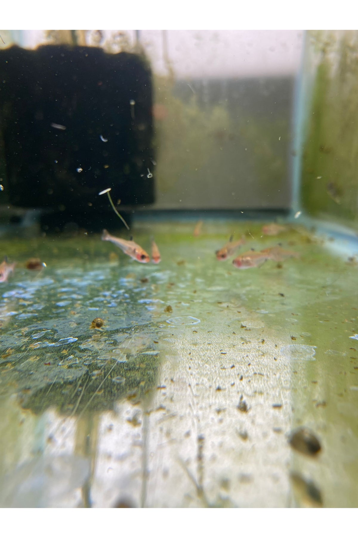 Serpae Tetra