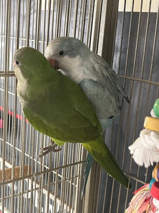 Quaker Parrot - Hand Fed - Baby - Monk Parakeet