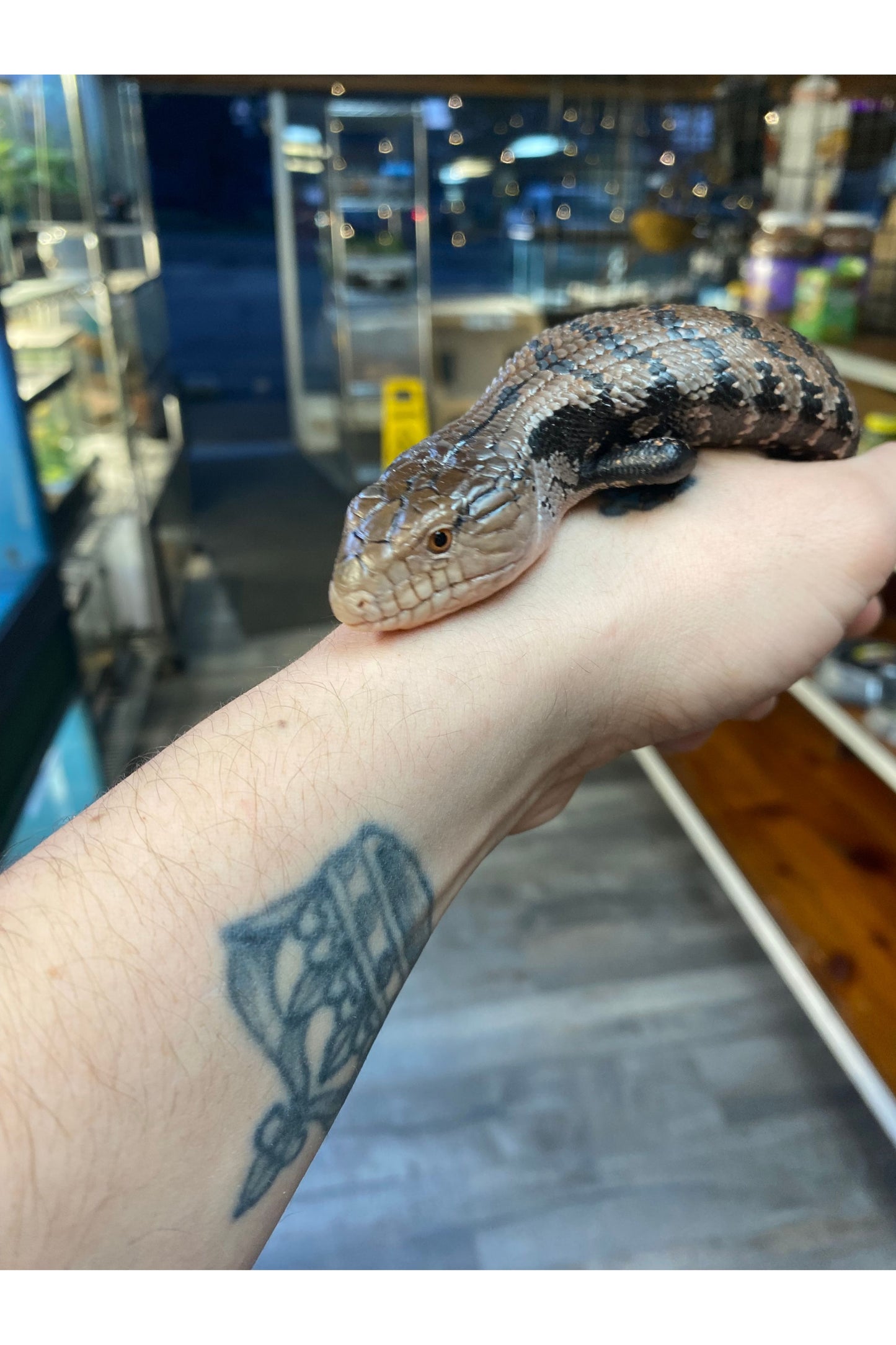Indonesian Blue Tongue Skink - Juvenile