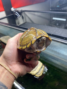 Razorback Musk turtle Creatures image showing a person holding a healthy adult Razorback Musk turtle.
