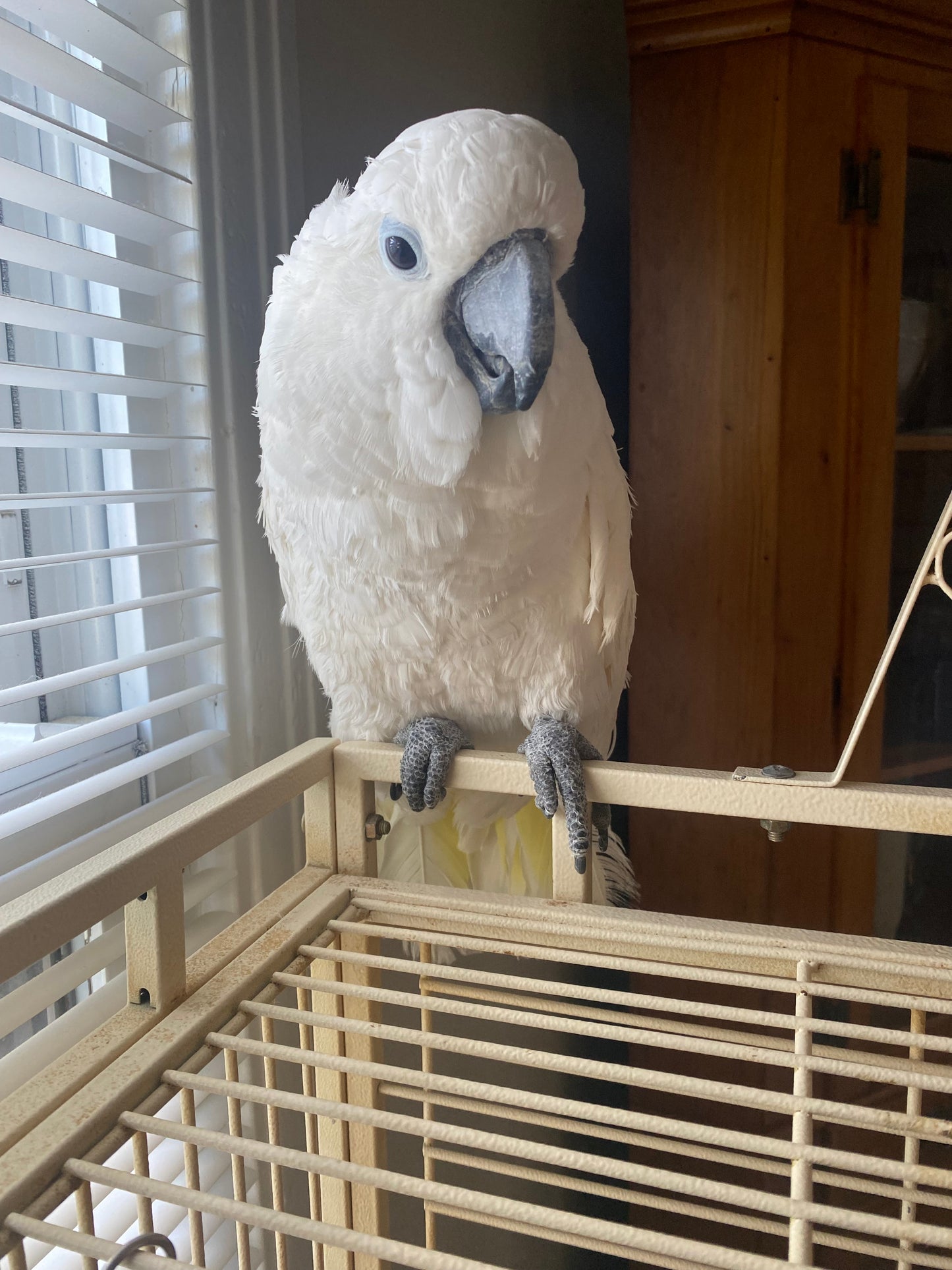 Umbrella Cockatoo - Male - Gabby - Adult