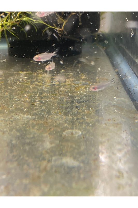 Red Rummy-Nose Tetra