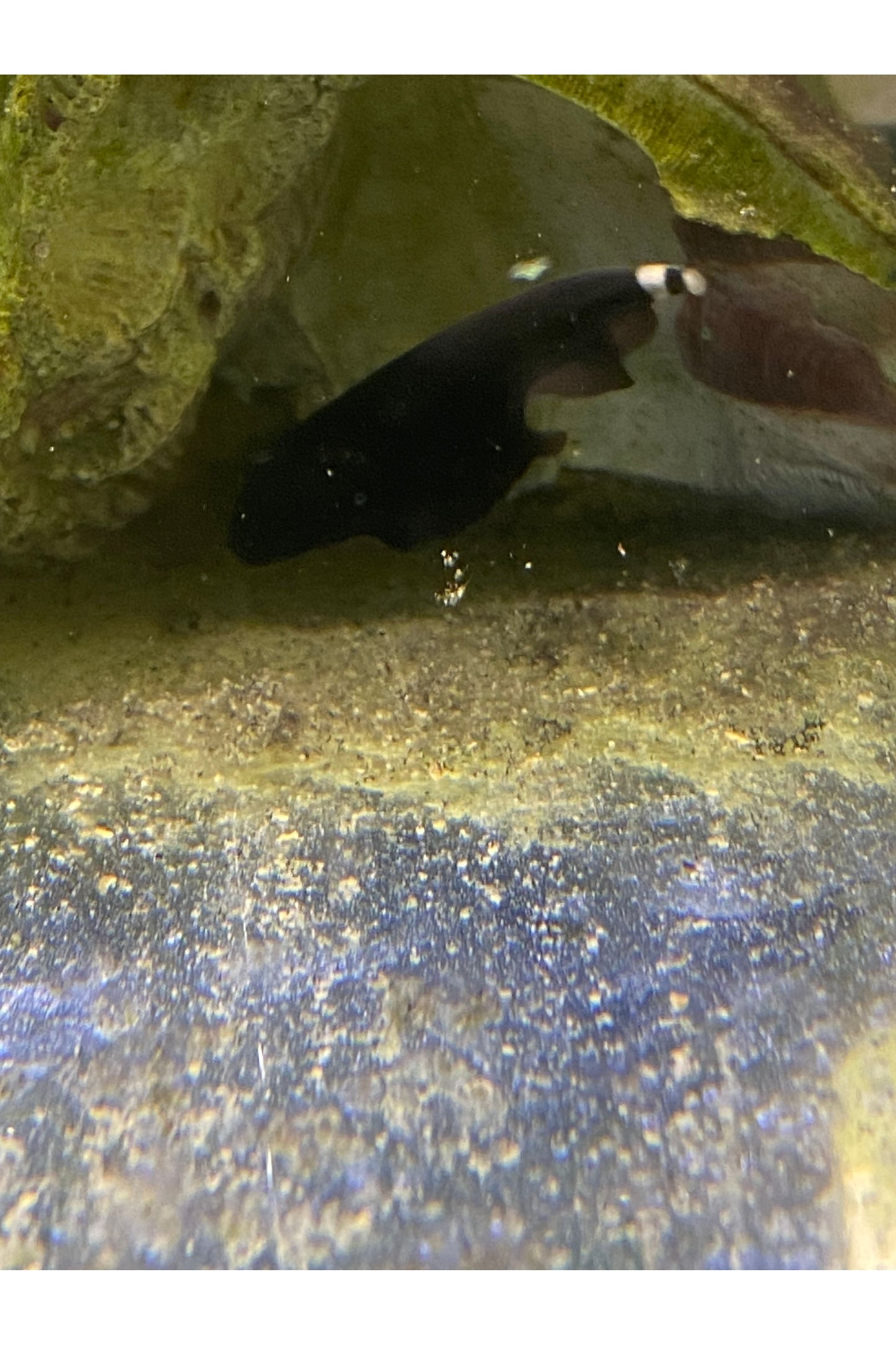 Black Ghost Knife