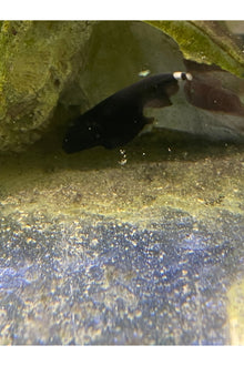 Black Ghost Knife