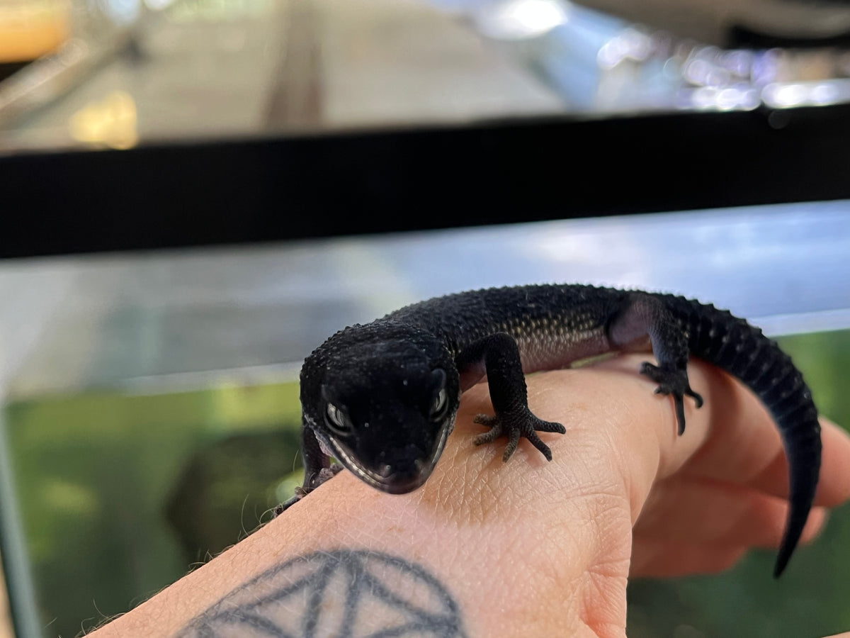 Black Night Leopard Gecko - Juvenile