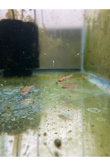 Serpae Tetra