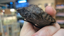 Alligator Snapping Turtle - Hatchling