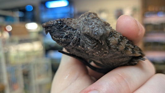 Alligator Snapping Turtle - Hatchling