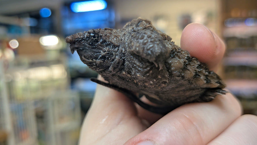 Alligator Snapping Turtle - Hatchling